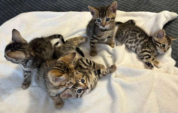 Продаются бенгальские котята в Санкт-Петербурге фото 5