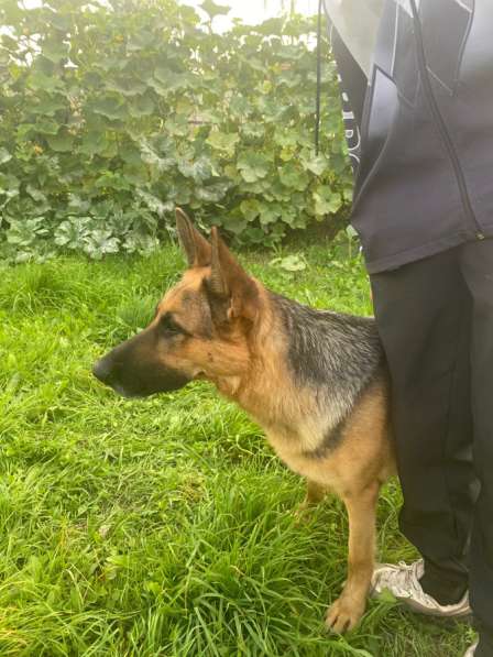 Щенок немецкой овчарки в Яхроме фото 3