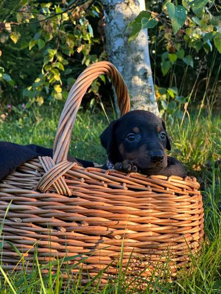 Щенки добермана в Вологде фото 6