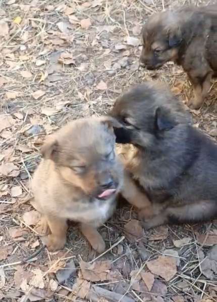 Щенки в добрые руки в Чите