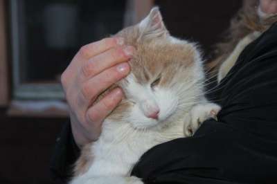 Отдам даром Молодой котик Рома в Санкт-Петербурге фото 3