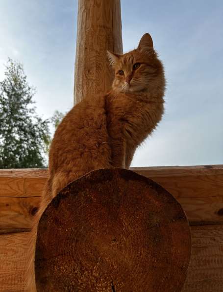 Ласковый, молодой, красивый рыжий кот Тоша в добрые руки! в Москве фото 4