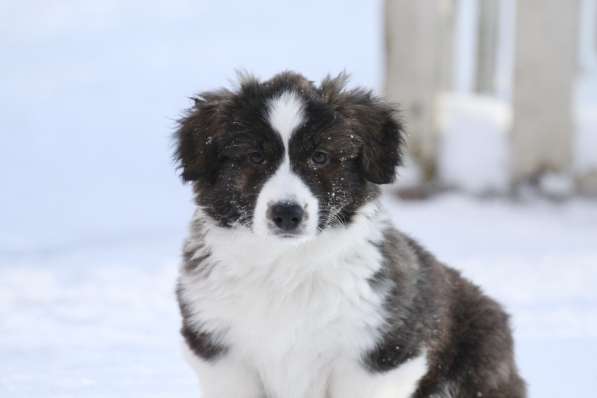 Щенок вельш корги кардиган в Москве фото 9