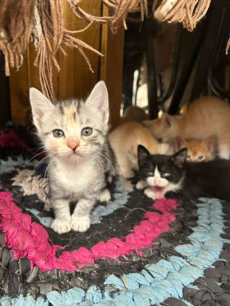 Котята в Тюмени фото 5