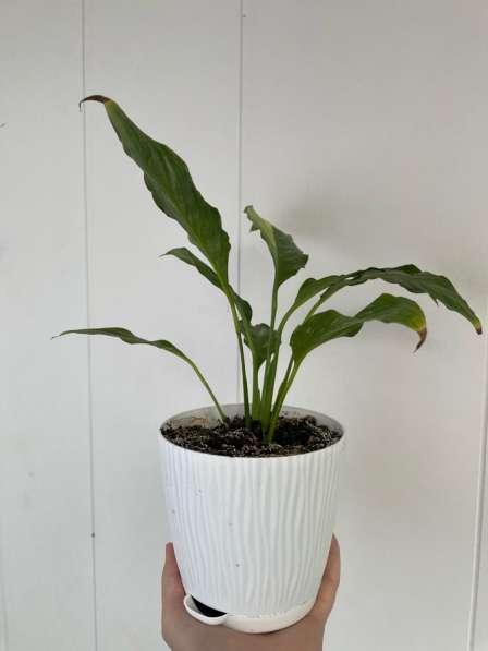 Цветок Спатифиллум «Домино» (женское счастье)