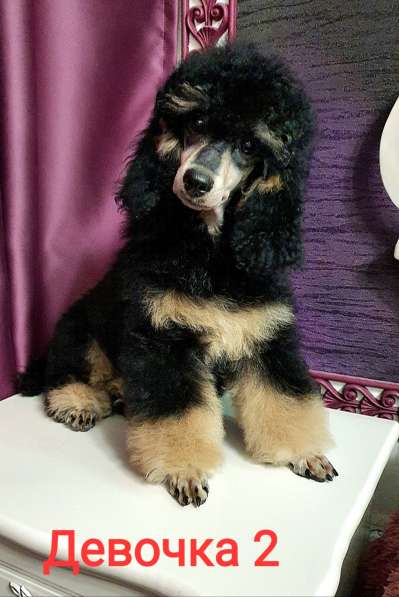 Пуделята фантомы щенки в Москве фото 8