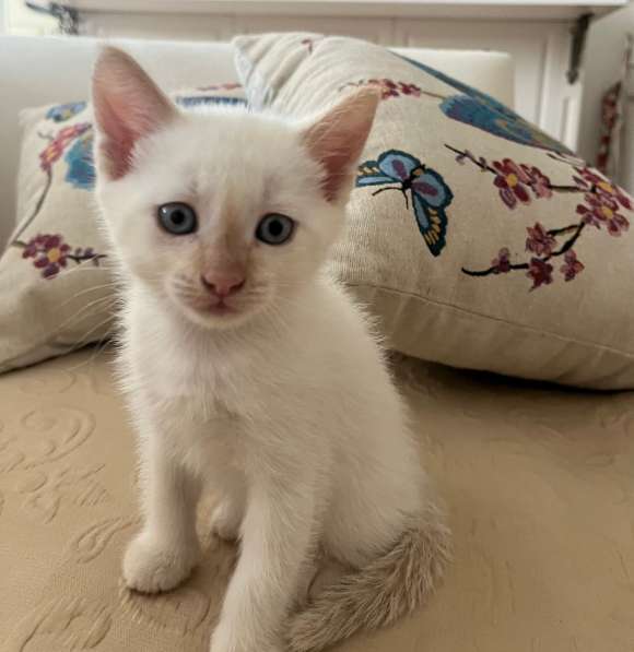 Котята полукровки с турецкой ангорой