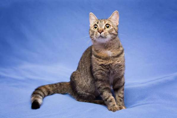 Очаровательная полосатая кошечка Джуля в добрые руки в Москве фото 7