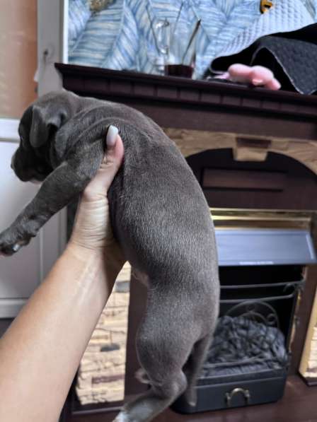 Кобели амстафф тяжёлый тип в Москве фото 8