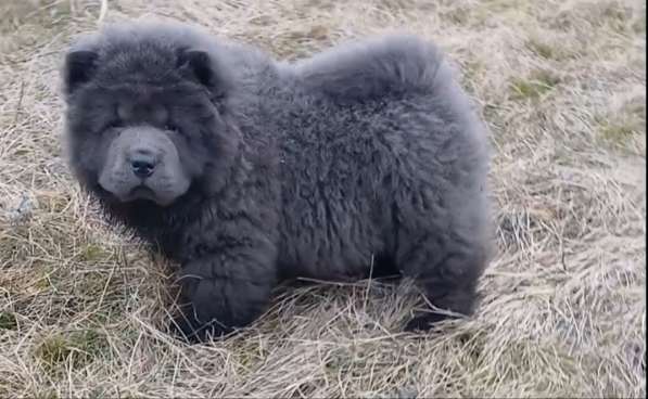 Чау - Чау. Blue boy's