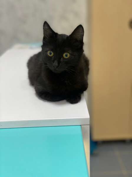 Кошечка Клепа принесет счастье ❤️