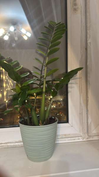 Комнатные цветы в Москве фото 3