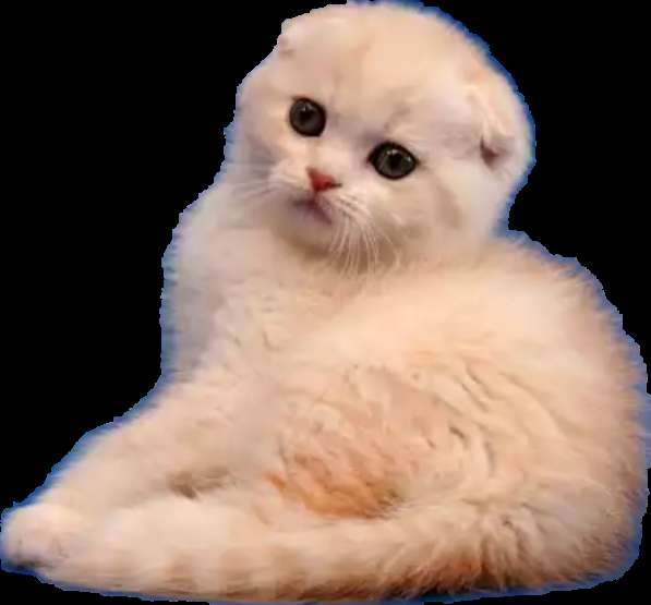 Котёнок в Москве фото 10