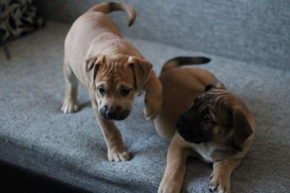 Продаются щенки ка де бо в Санкт-Петербурге фото 4