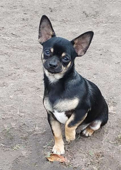 Чихуахуа. Стандарт в фото 7