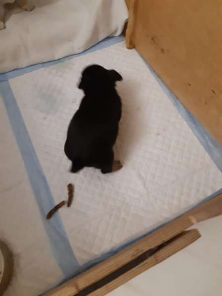 Щенки чихуахуа в Москве фото 10