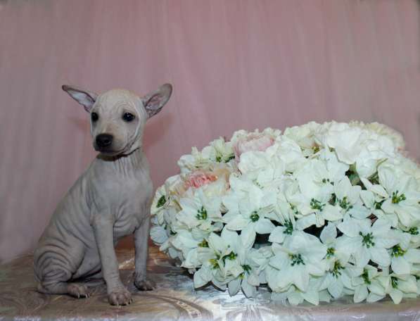 АМЕРИКАНСКИЕ ГОЛЫЕ ТЕРЬЕРЫ. СУПЕР - ЛЯЛЬКА! в Челябинске