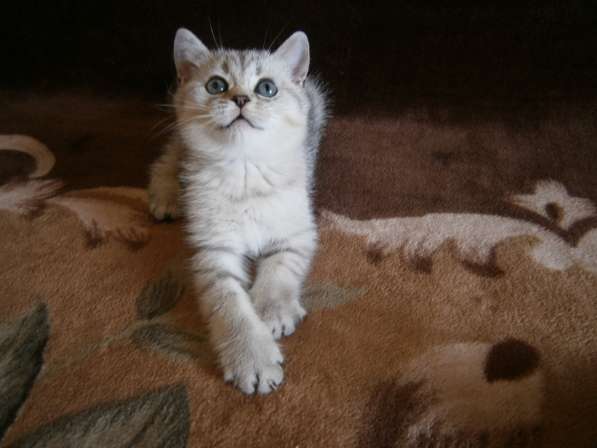 Котята породы Британская с документами в Железногорске фото 3