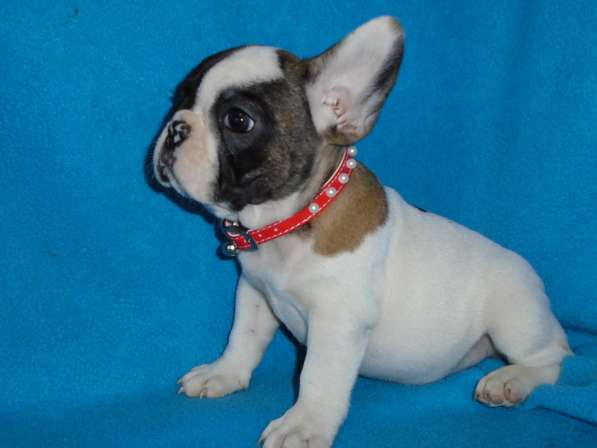 Французский бульдог высокопородные щенки в Люберцы фото 15