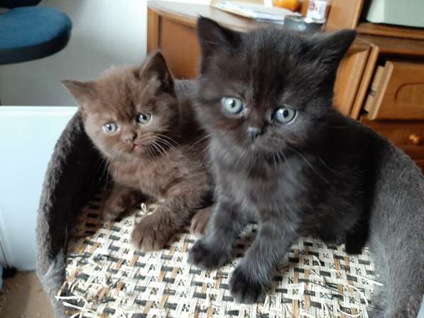 Продаються милые британские короткошерсные котята в фото 7