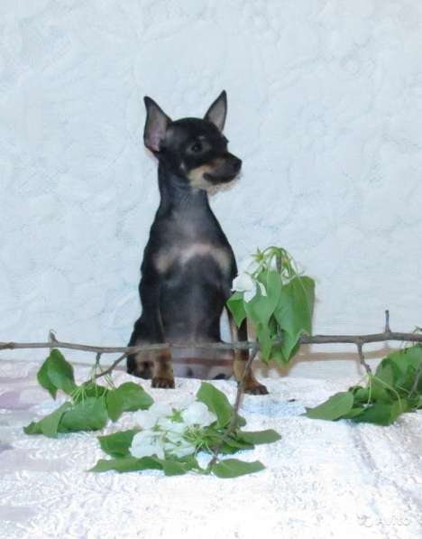 Щенки Русского Той терьера в Красноярске