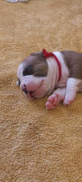 Шикарный рыжий мальчик аст резерв ркф в Москве фото 10