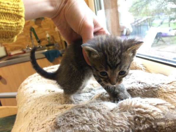 Котёнок в Егорьевске фото 18