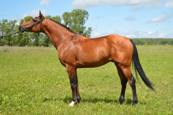 Чистокровный арабский жеребец в Рязани