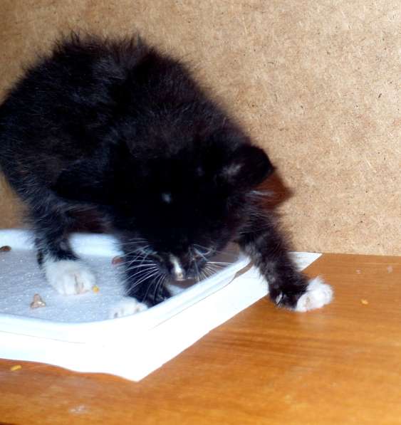 Сибирский котенок Марсик 2,5 месяца ищет заботливых хозяев в Омске фото 3