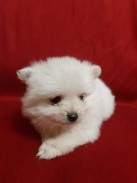 Шпиц мальчик в Москве фото 3