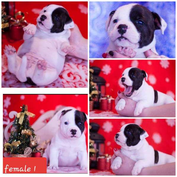 Стаффордширский бультерьер в фото 3