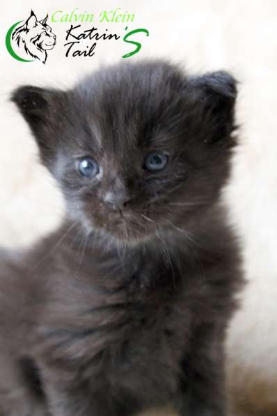 Мейн-Кун чисто черный мальчик в Санкт-Петербурге фото 3