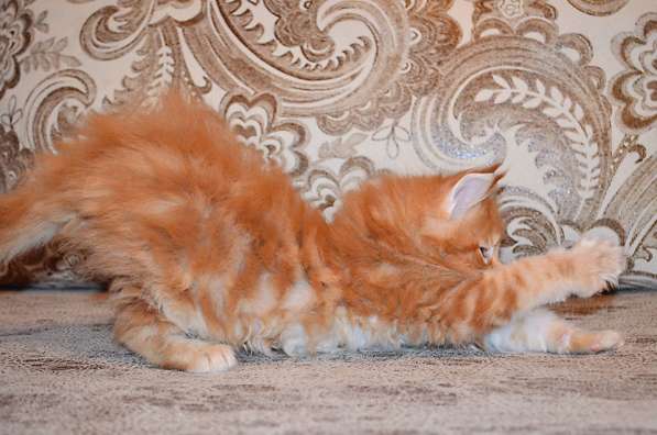 Котята мейн-кун из питомника в Костроме фото 3