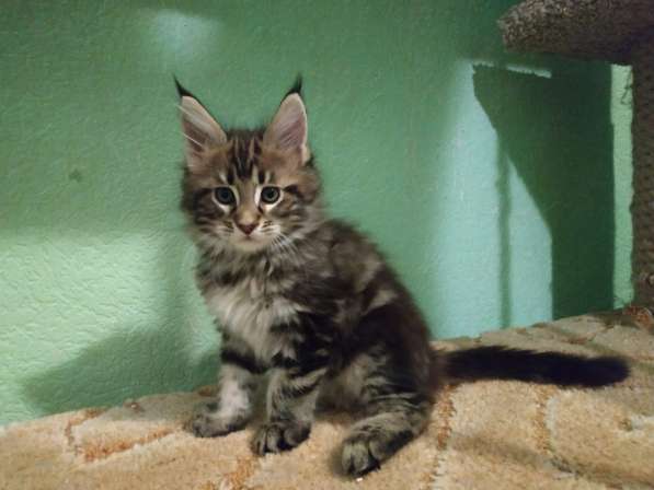 Девочка Мейн кун в Челябинске фото 20