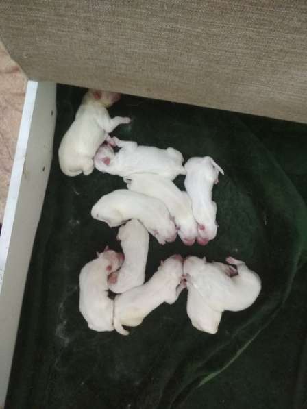 Щенки самоедская собака в Саратове фото 10