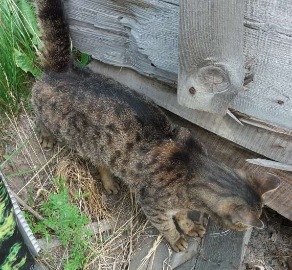 Активная, задорная кошка в Кемерове