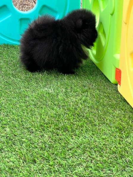 Male Pomeranian, 3 months в фото 3