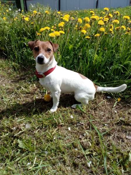 Джек рассел в Твери фото 4