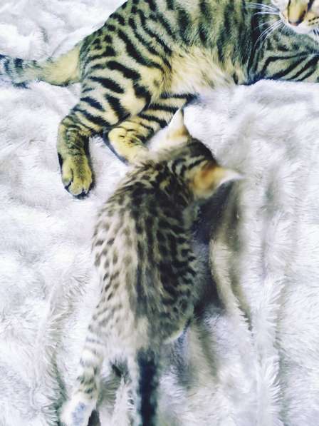 Продам котят Бенгалы в фото 10
