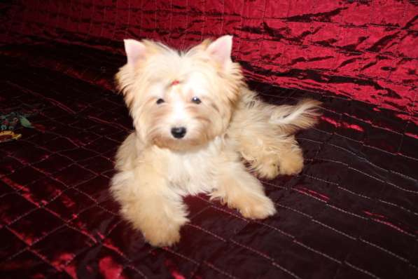 Щенки голддаст йорка в Москве фото 4