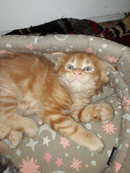 Котята Мейн-кун метисы в Наро-Фоминске фото 17