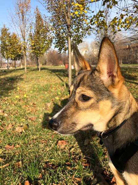 Маленькая собачка Джессика ищет дом в Москве