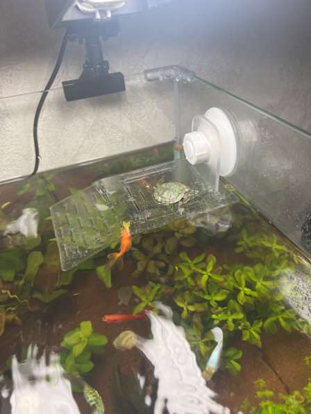 Аквариум с рыбками черепахой и живыми растениями в Ижевске фото 3