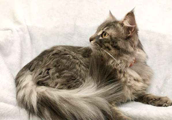 Цезарь Великолепный ищет дом! в Москве