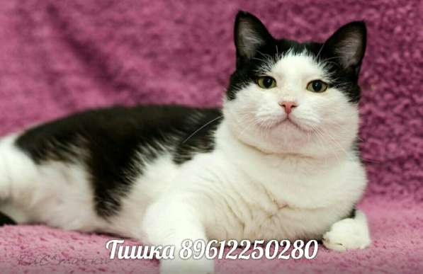 Пристрою ваше животное