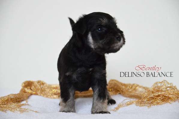 Шикарные щенки цвергшнауцера окраса черный с серебром в фото 17