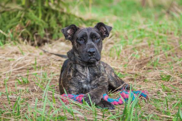 Молодая девочка алано эспаньол Миранда в дар в Москве фото 7