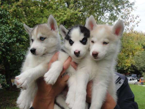 Красивые щенки хаски в Москве