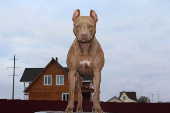 Щенки питбуля в Москве фото 34