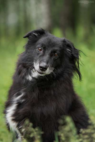 Весёлая, ласковая Чукча ищет семью в Москве фото 24